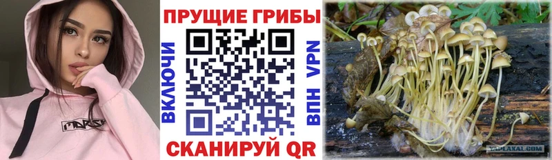 Псилоцибиновые грибы мицелий  магазин    Козельск 
